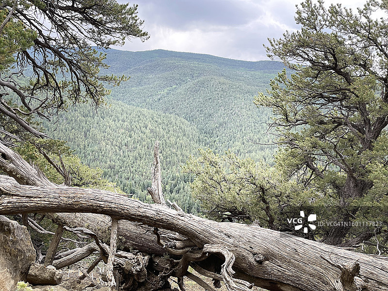 陶斯县新墨西哥州森林风光图片素材