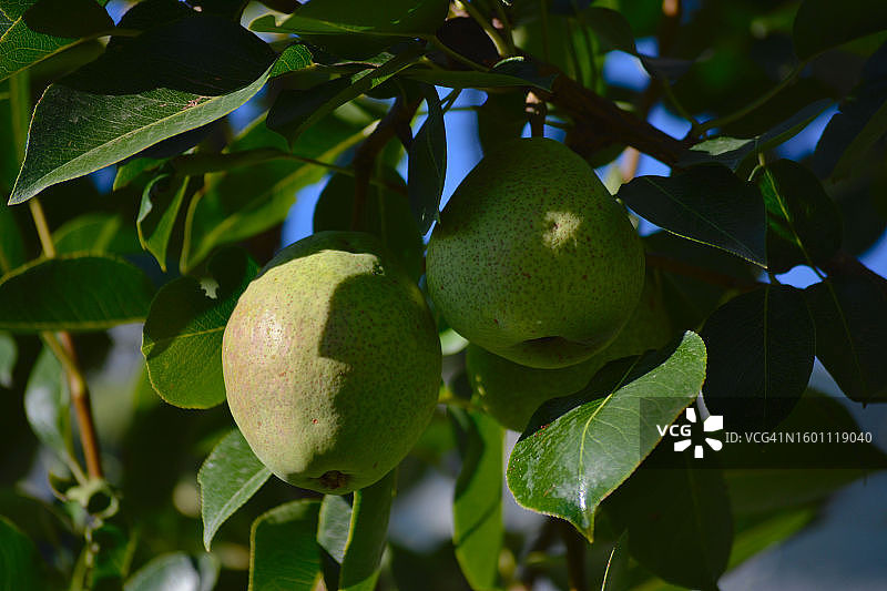 树上生长的水果特写图片素材