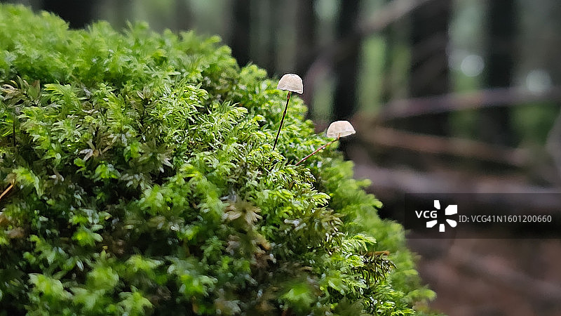 长满苔藓的小山顶上的小蘑菇图片素材