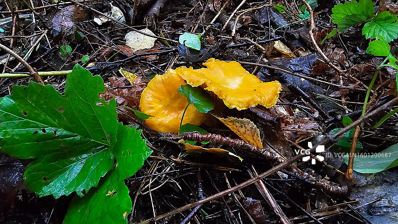 森林里的食用蘑菇图片素材