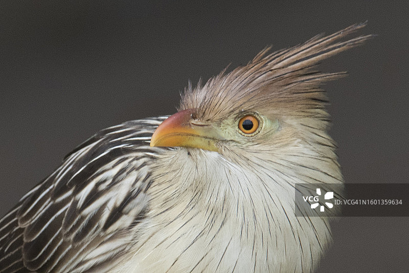 圭拉鹃鸟特写图片素材