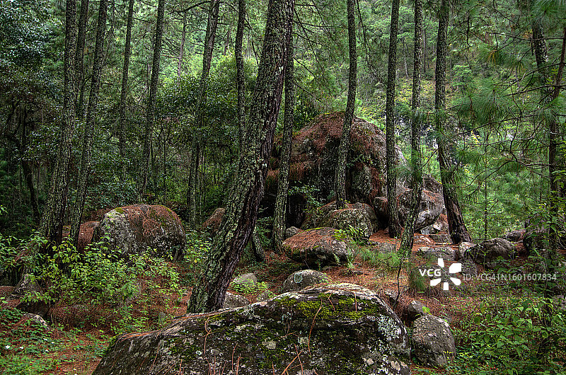 墨西哥普埃布拉州图利曼生态公园图片素材