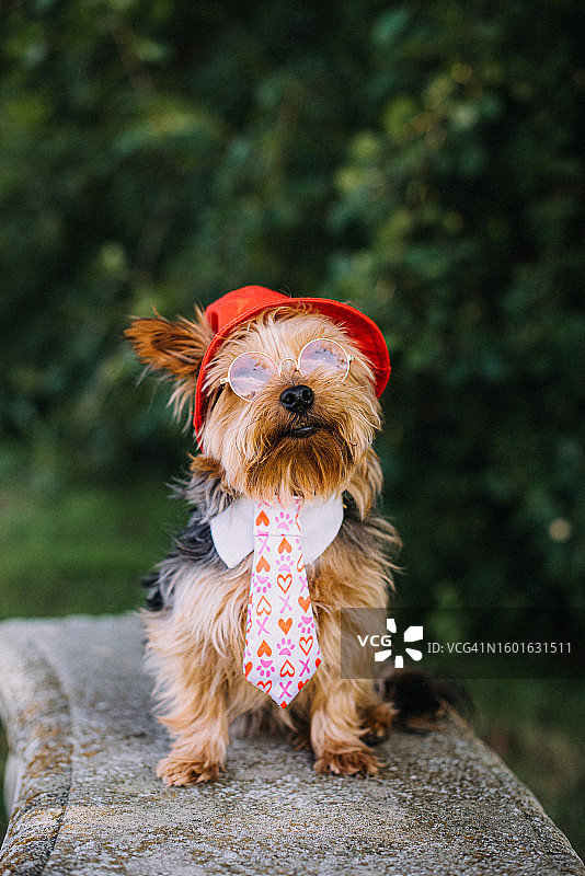 戴眼镜、帽子和领带的约克郡犬图片素材