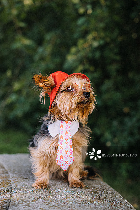 戴眼镜、帽子和领带的约克郡犬图片素材