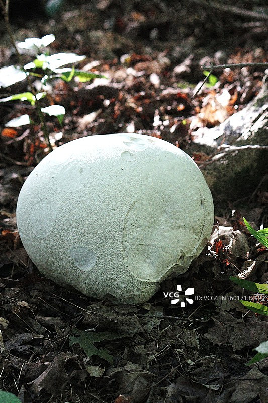 凡孢马勃菇（Calvatia versispora）图片素材