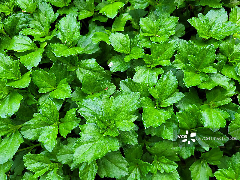 全画幅植物照片图片素材