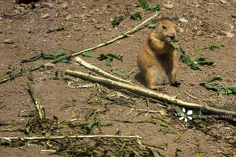 田野里的土拨鼠高角度景观图片素材