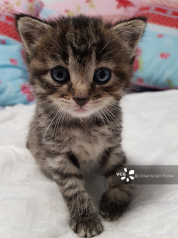 床上小猫的特写图片素材
