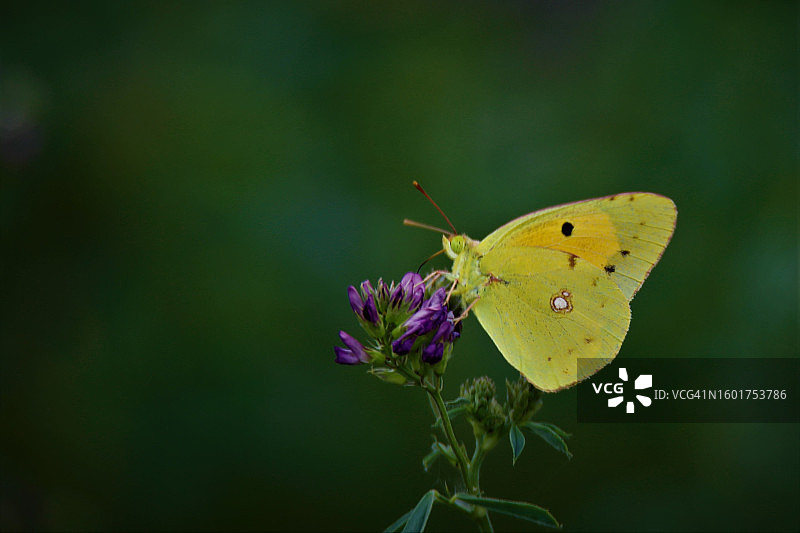 蝴蝶在紫色花朵上授粉的特写图片素材