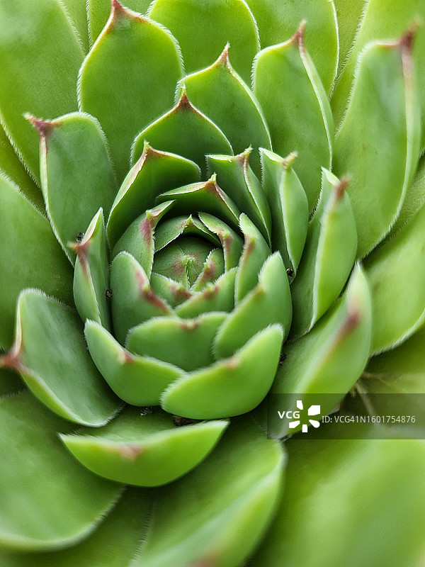 多肉植物全画幅图片素材