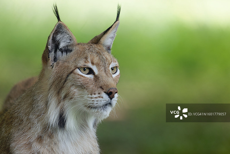 猫咪看向远方（德国）图片素材
