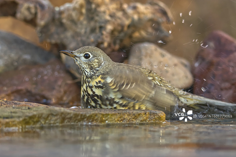 鸟类栖息在岩石上特写图片素材
