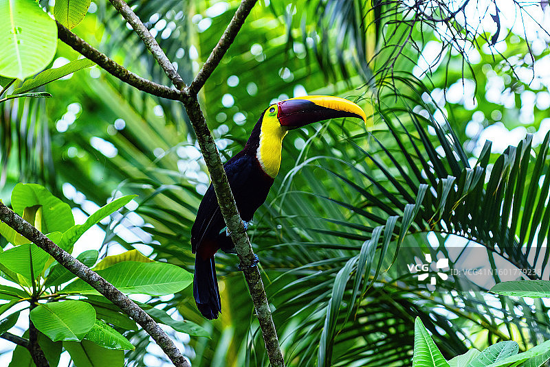 低角度拍摄犀鸟栖息在树上图片素材
