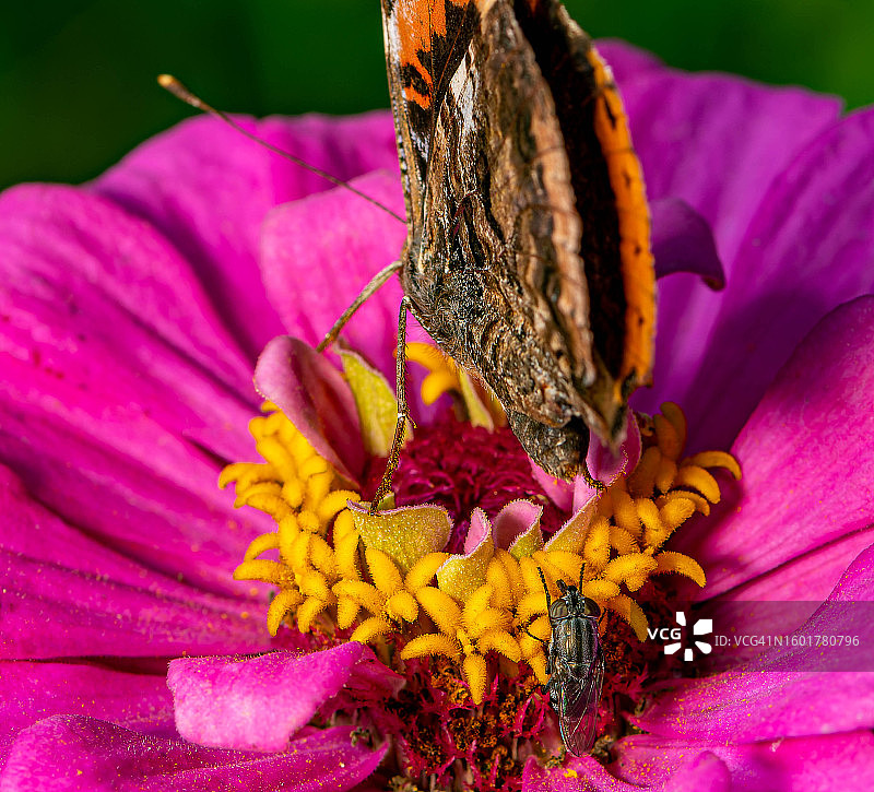 蝴蝶在乌克兰利沃夫州粉色花朵上采蜜特写图片素材