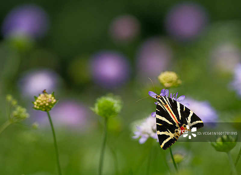 蝴蝶在紫色花朵上授粉的特写图片素材