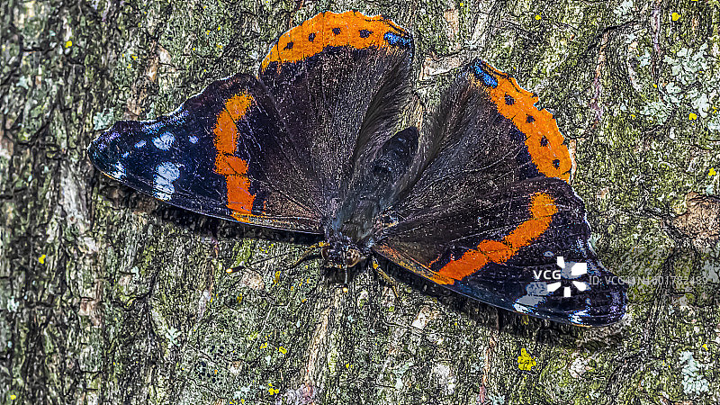 蝴蝶在花上的特写图片素材
