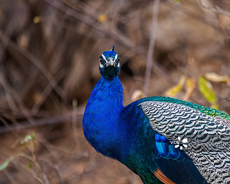 雌孔雀特写图片素材