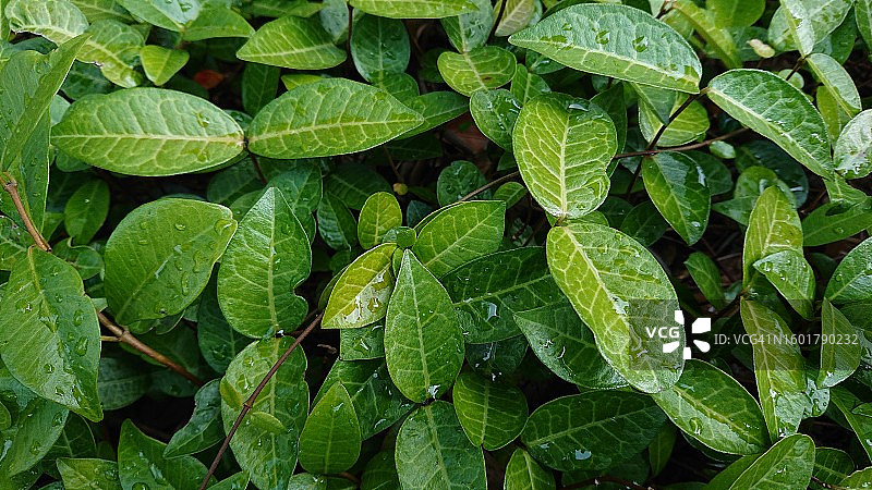 潮湿的树叶全画幅照片图片素材