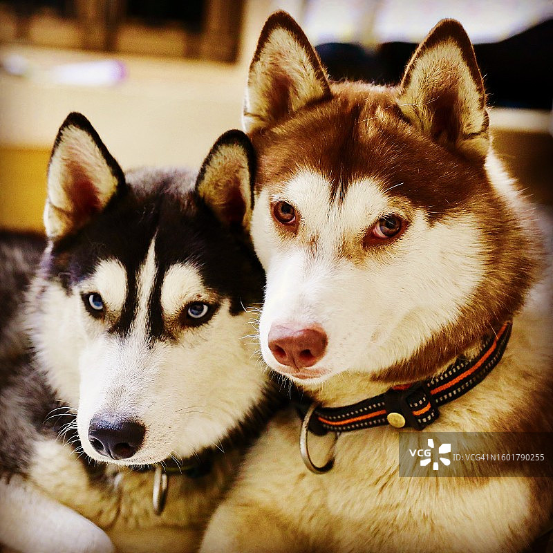 小狗的特写图片素材