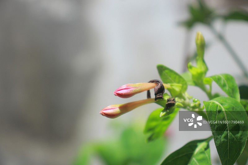 粉色花骨朵特写图片素材