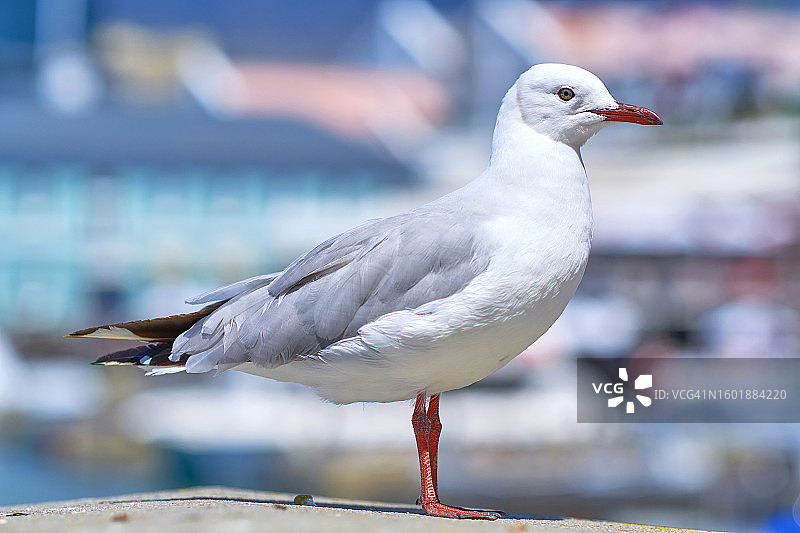 漂亮的海鸥图片素材