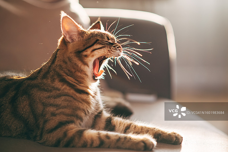 猫打哈欠图片素材