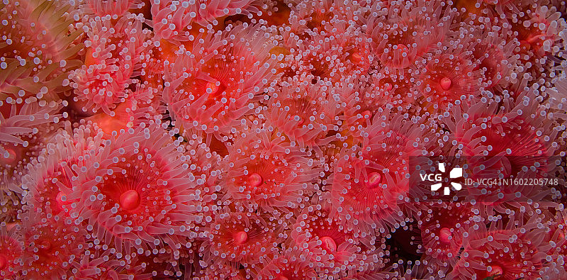 草莓海葵，加州软珊瑚或草莓海葵，在阴凉的岩石和壁架上，加利福尼亚海岸岩石海岸低潮带，蒙特雷，加利福尼亚图片素材