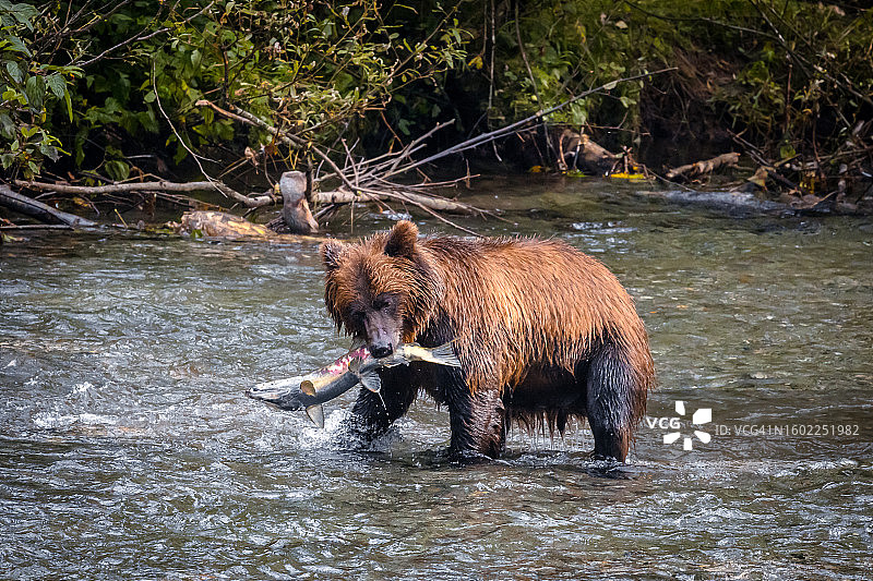 灰熊捕猎鲑鱼图片素材