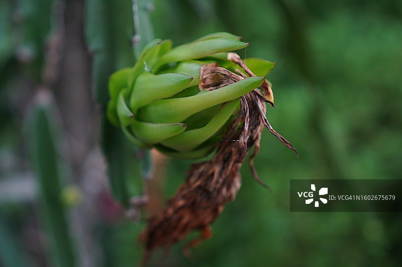 火龙果，仙人掌科，Hylocereus树图片素材