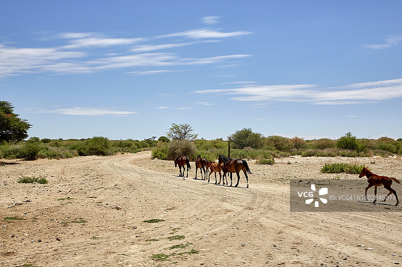 博茨瓦纳卡拉哈里沙漠的野马图片素材