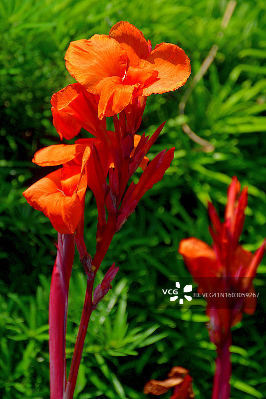 色彩鲜艳的鲜艳美人蕉花图片素材