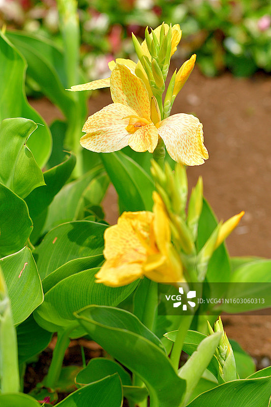 色彩鲜艳的鲜艳美人蕉花图片素材