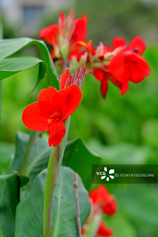 色彩鲜艳的鲜艳美人蕉花图片素材