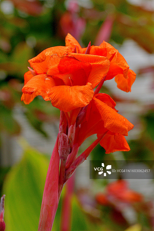 色彩鲜艳的鲜艳美人蕉花图片素材