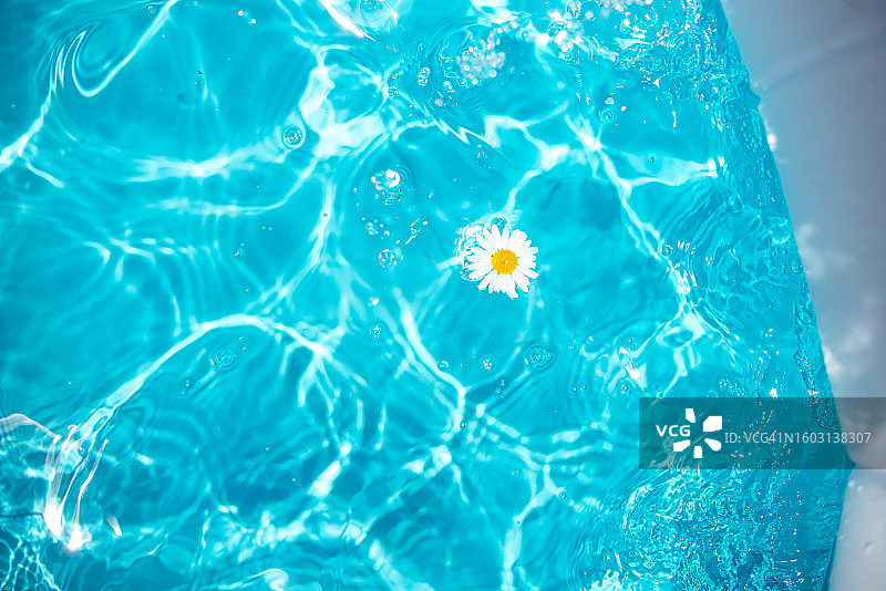 阳光和水面鲜花的游泳池图片素材