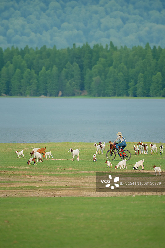 亚洲农民在田野里骑自行车，观看山羊吃草图片素材