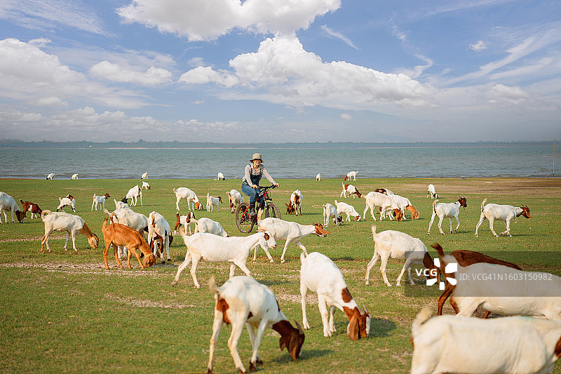 亚洲农民在田野里骑自行车，观看山羊吃草图片素材