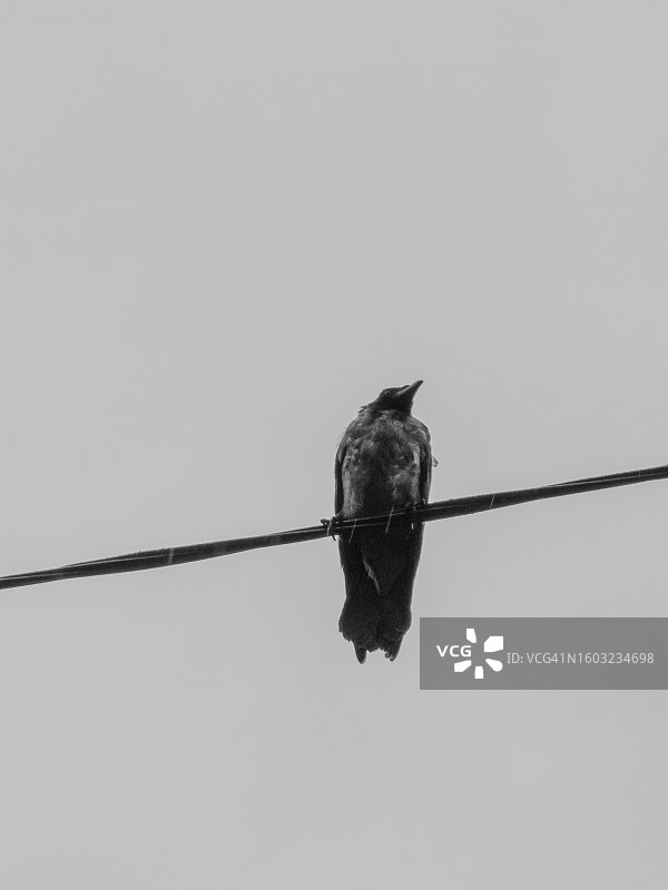 一只乌鸦栖息在电线上图片素材