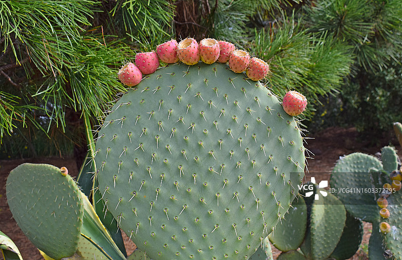 田野上生长的仙人掌（高角度）图片素材