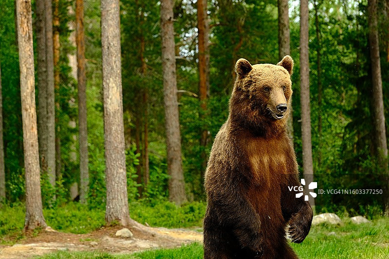 芬兰森林中棕色欧亚棕色灰熊的特写图片素材