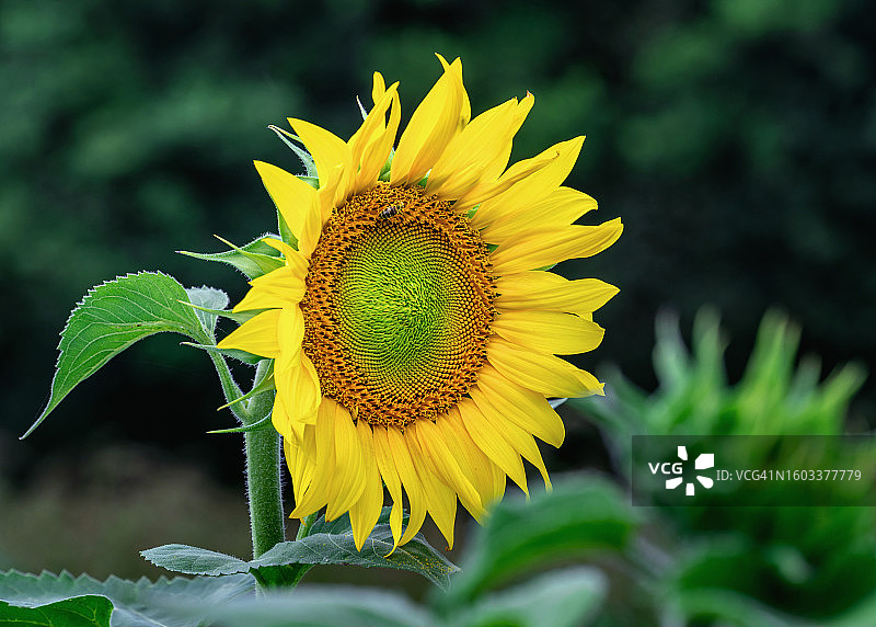 向日葵特写图片素材