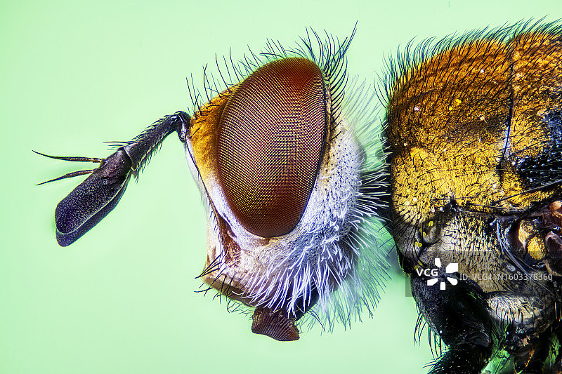 树叶上的昆虫特写图片素材