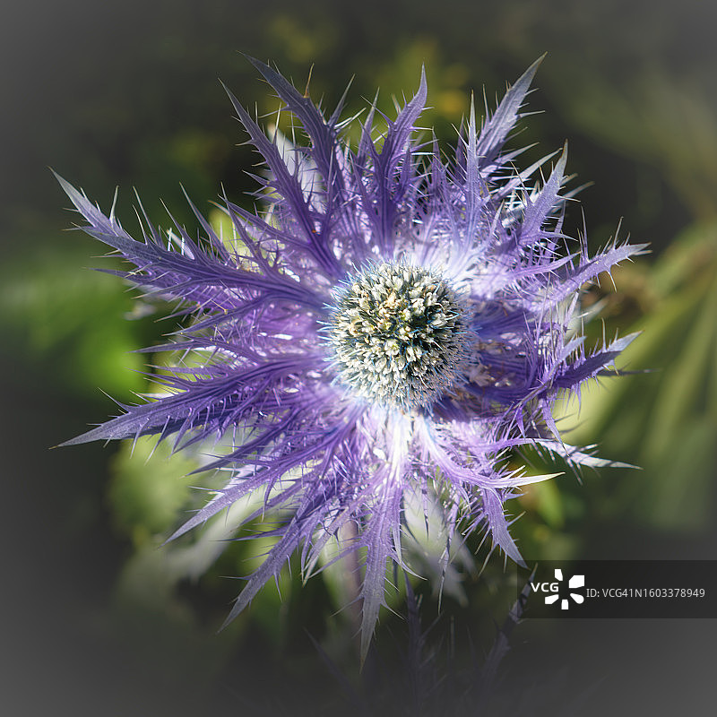 紫色蓟花特写图片素材