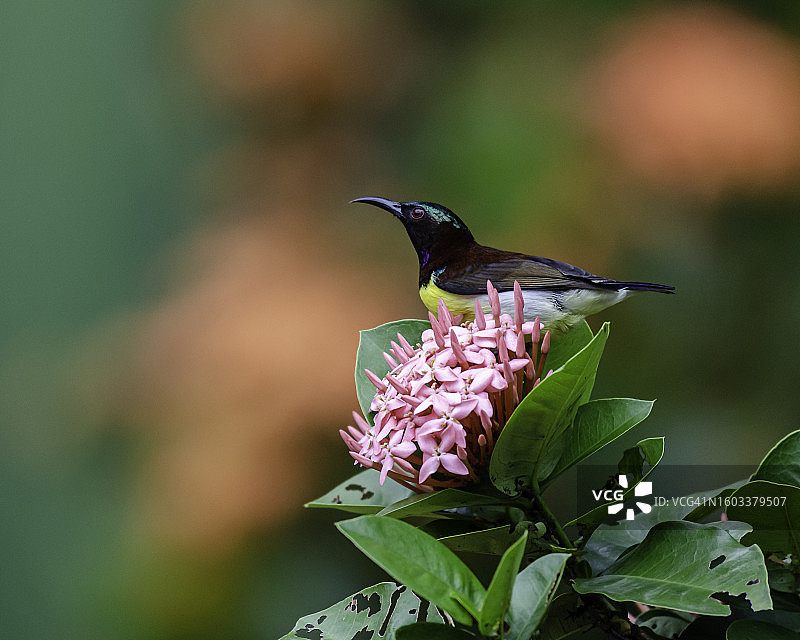 鸣禽栖息在植物上的特写图片素材