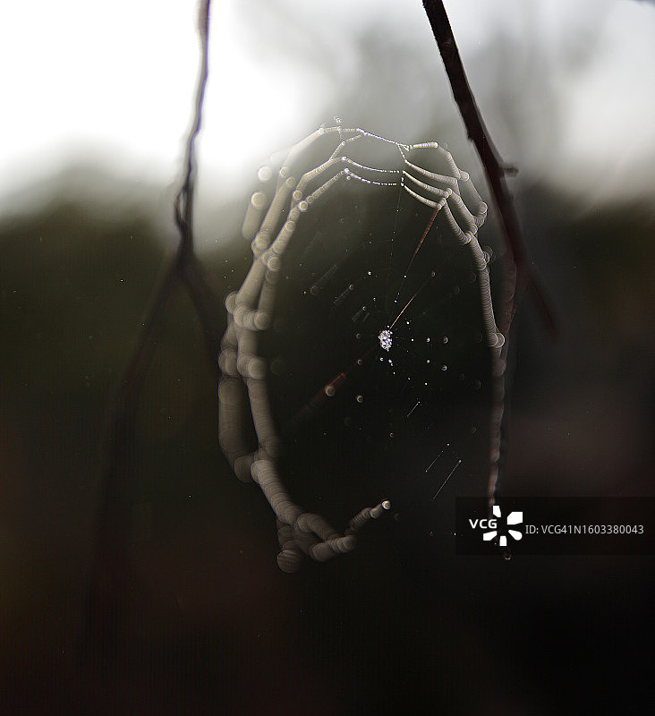 蜘蛛在网上的特写图片素材