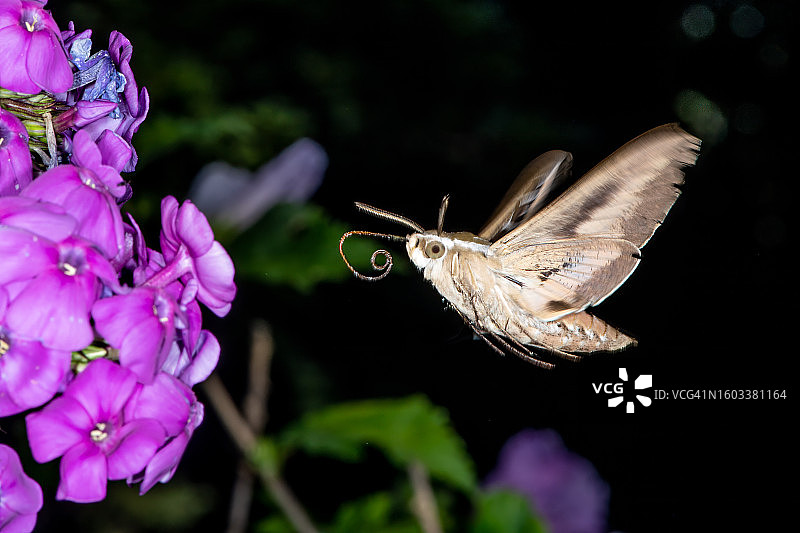 蝴蝶在紫色花朵上采蜜特写，美国华盛顿州普尔曼图片素材