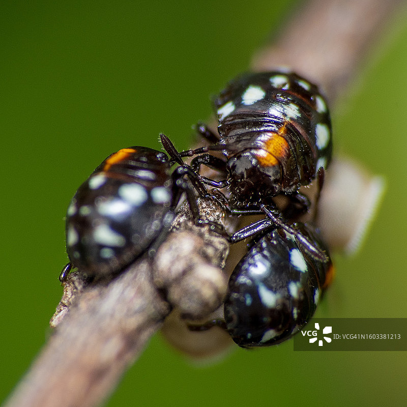 昆虫在植物上的特写图片素材
