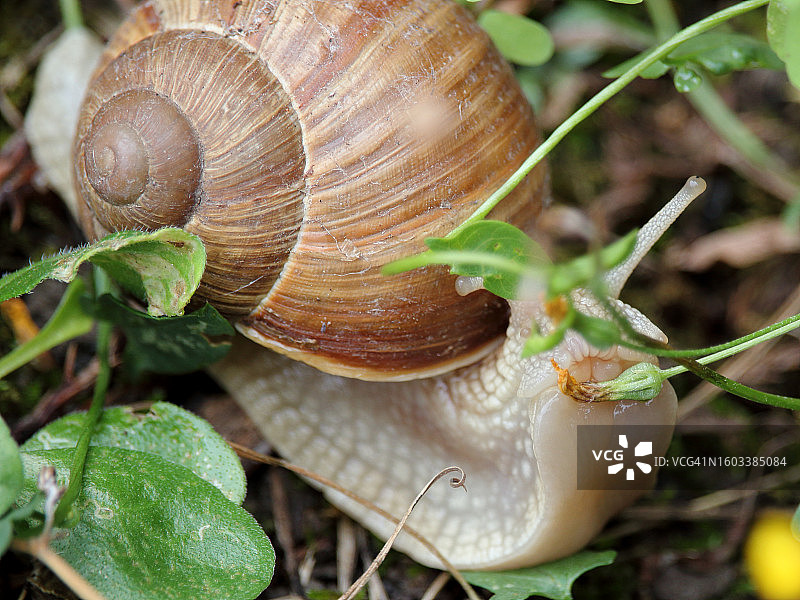 蜗牛在植物上的特写图片素材