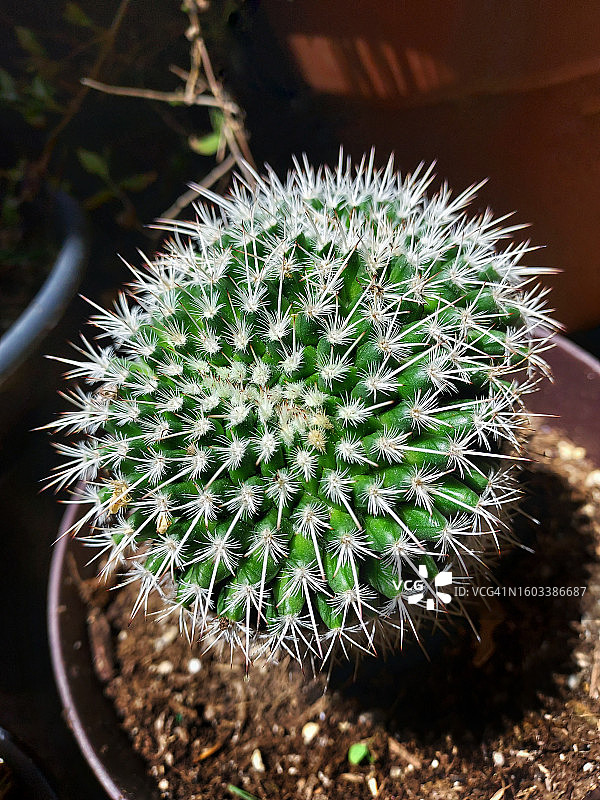 加利福尼亚州仙人掌植物高角度视图图片素材