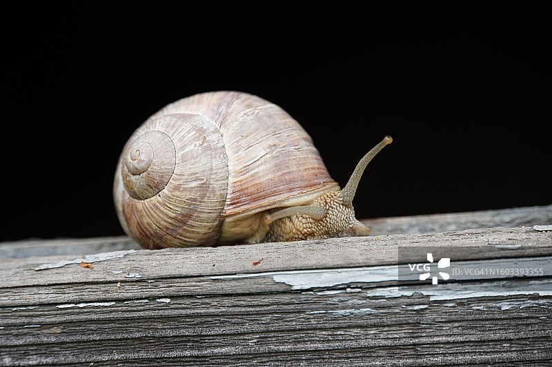 木头上的蜗牛特写图片素材